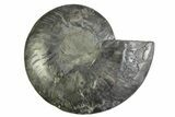 Black, Cut & Polished Ammonite Fossil (Half) With Pyrite Crystals #339144-1